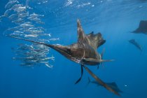 Vista submarina del grupo de pez vela corralling cardumen de sardina, Contoy Island, Quintana Roo, México - foto de stock
