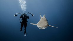 Immersioni subacquee nuoto con squalo limone, vista subacquea — Foto stock