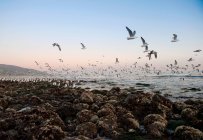 Gaviotas volando sobre la playa rocosa de Malibú, California, EE.UU. - foto de stock