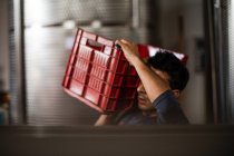 Молодой человек несет собранный виноград в ящике для винограда на плече — стоковое фото