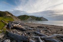 Tronchi e legni da posta derivanti sulla spiaggia sabbiosa — Foto stock
