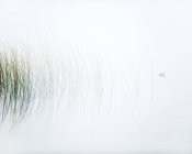 Hierba en el lago, pato nadando en la niebla - foto de stock