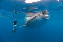 Подводный вид сноркелера, наблюдающего за кормлением китовых акул, остров Мухерес, Кинтана-Ру, Мексика — стоковое фото