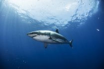 Great White shark swimming under water — Stock Photo