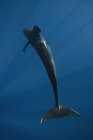 Vista subacquea della balena pilota pinna corta, Isole Revillagigedo, Colima, Messico — Foto stock