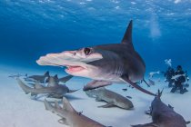 Great Hammerhead shark with nurse sharks, underwater view — Stock Photo