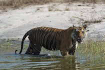 Bengal tiger standing in water with sand coast on background, India — Stock Photo