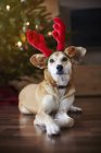 Portrait of dog wearing reindeer ears at home floor — Stock Photo