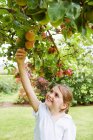 Menina pegando frutas da árvore no prado — Fotografia de Stock