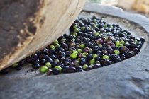 Видобування оливкової олії зі свіжих оливок під час пресування каменем — стокове фото