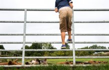 Boy climbing gate to see pigs on farm — Stock Photo