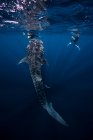 Plongeurs nageant avec requin baleine, vue sous-marine, Cancun, Mexique — Photo de stock
