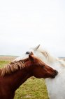 Two horses opposite each other scratching each other neck — Stock Photo