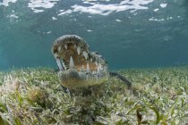 Vista frontal subaquática de crocodilo no mar, boca aberta mostrando dentes, Chinchorro Atoll, Quintana Roo, México — Fotografia de Stock