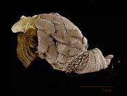 Micrografía electrónica de barrido de barnacle pedunculata de cuello de cisne
: - foto de stock