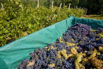 Harvested grapes in big crate, Langhe Nebbiolo, Piedmont, Italy — Stock Photo