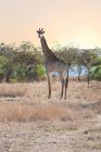 Wild giraffe on safari — Stock Photo
