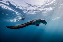 Риф Манта, підводний вид, Канкун, Мексика — стокове фото