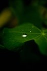 Close up of Water droplet on leaf — Stock Photo