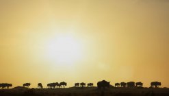Wildebeests migrazione al tramonto, Masai Mara National Reserve, Kenya — Foto stock