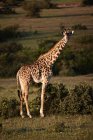 Girafa andando no campo — Fotografia de Stock