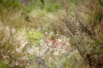 Steenbok hiding in bushes — Stock Photo