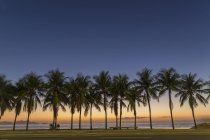 Ряд пальмових дерев на пляжі на заході сонця — стокове фото