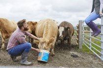 Homem na fazenda alimentando vaca de balde — Fotografia de Stock