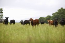 Rebaño de vacas pastando en el campo durante el día - foto de stock