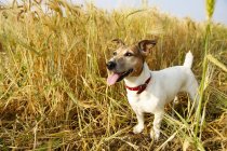 Собака сует язык на пшеничное поле — стоковое фото