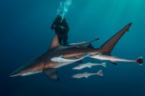 Large Oceanic Blacktip Shark (Carcharhinus Limbatus) circling subver, Aliwal Shoal, Sudafrica — Foto stock