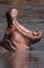 Бегемот позіхаючи у ставку в Масаї Мара, Кенія — стокове фото