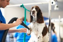 Woman grooming dog in pet salon — Stock Photo