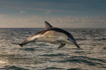 Golfinho saltando sobre a água — Fotografia de Stock
