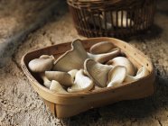 Fresh oyster mushrooms selection in basket — Stock Photo