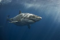 Weißer Hai kreuzt im kristallklaren Wasser der Insel Guadalupe, Mexiko — Stockfoto