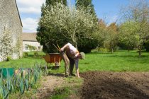 Mature man bending forward to weed vegetable garden — Stock Photo