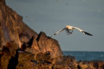 Gannet pájaro llevando ramitas en el pico - foto de stock