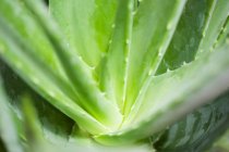 Aloe vera plant — Stock Photo
