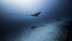 Подводный вид орлиных лучей, Канкун, Мексика — стоковое фото
