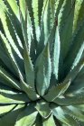 Зелений агав рослина в яскравому сонячному світлі, крупним планом — стокове фото