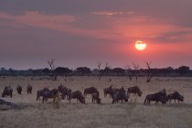 Gnu-Herde weidet bei Sonnenuntergang im Chobe Nationalpark in Botswana — Stockfoto