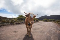 Vista frontale della mucca su sterrato con cielo nuvoloso — Foto stock