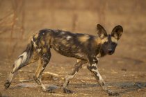 Wild Dog o Lycaon pictus guardando la fotocamera nella fauna selvatica, Mana Pools National Park, Zimbabwe — Foto stock