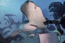 Vista submarina del buzo con la mano sobre tiburón martillo - foto de stock