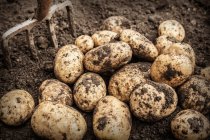 Primer plano de las patatas desenterradas en el suelo del jardín - foto de stock