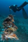 Diver collecting invasive lionfish from local reef — Stock Photo