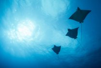 Tre mante che nuotano sotto l'acqua blu — Foto stock