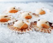 Raw queen scallops in shells on crushed ice — Stock Photo