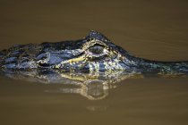 Close up of yacare caiman in Cuiaba river, Pantanal, Mato Grosso, Brasil — Fotografia de Stock